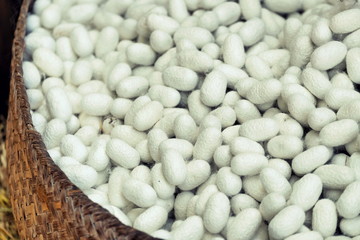 Silkworm fibers in the fabric industry.