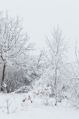 Snowy forest in Ukraine