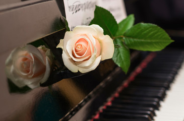 The white rose lying on retro piano with musical sheets. Romantic concept. Copy space. Valentines Day background