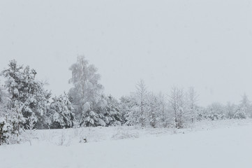 Snowy forest in Ukraine
