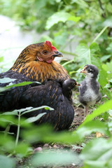 Huhn mit Küken draußen im Grünen versteckt