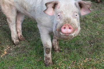 Group of large swine eating outside on ranch. Village scene with