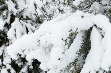 Snowy forest in Ukraine