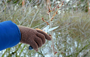 Tree pruning