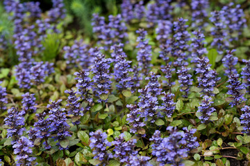 Flower  Ajuga