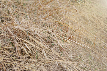 meadow background
