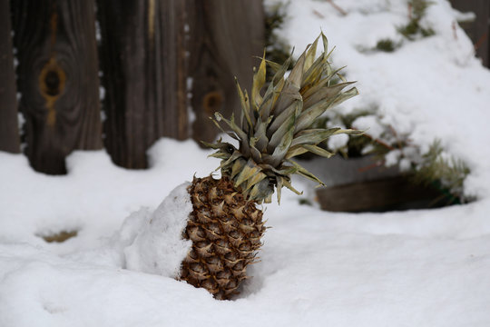 Pineapple in snow