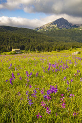 Obraz premium national park Durmitor in Montenegro,flowers blooming on a mount