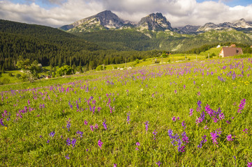 Obraz premium park narodowy Durmitor w Czarnogórze, kwiaty kwitnące na górze