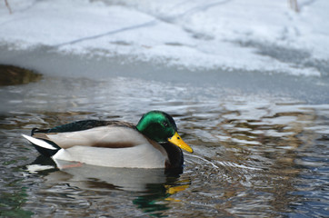 Obraz premium Male bird (drake) of wild duck (mallard) swims in the water in winter, snow and ice in background.