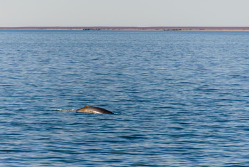 Fototapeta na wymiar Humpback whalee in Svalbard, Spitsbergen