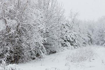 Snowy forest in Ukraine
