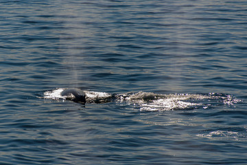 Humpback whalee in Svalbard, Spitsbergen