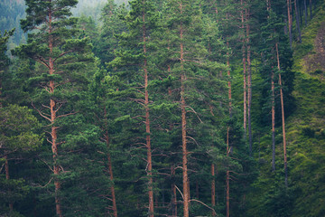 forest of evergreen trees