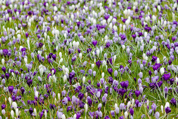 Meadow full of white and violet crocuses awaking from winter dre