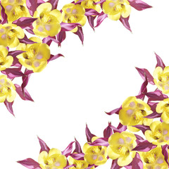 Beautiful summer background of flowers aquilegia 