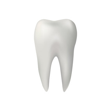Realistic tooth. vector illustration