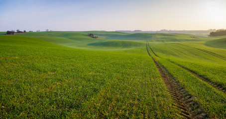 Fototapeta na wymiar The green fields of young wheat in the field in Germany