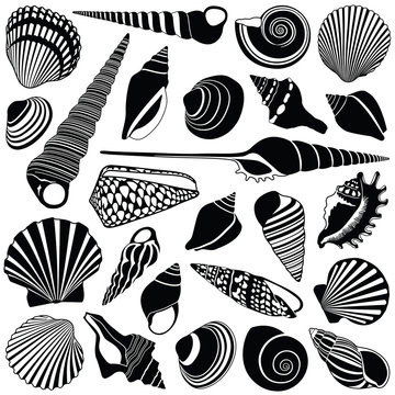 Shell collection - vector silhouette illustration