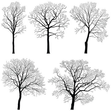 Tree collection - vector silhouette