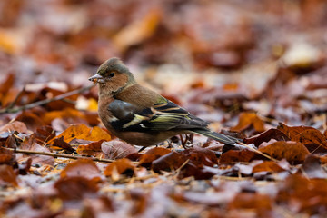 Buchfink im Herbst