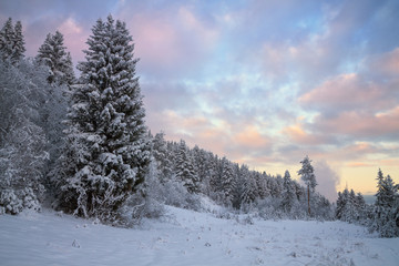 winter coniferous forest covered with snow