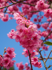 Closeup Cherry, Doi Ang Khang.