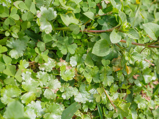 Desmodium triflorum green grass