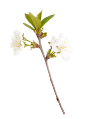 Spring cherry-tree blossoms isolated on white background. Spring mood