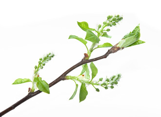 Spring bird-cherry-tree blossoms isolated on white background. Spring mood