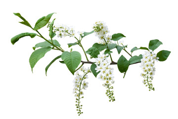 Spring bird-cherry-tree blossoms isolated on white background. Spring mood