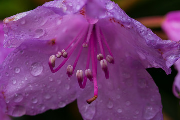 purple bloom of rhododendron with water drops