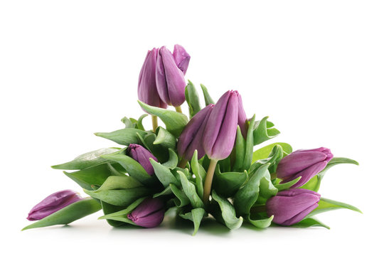 Fresh Purple Tulips Isolated On White Background