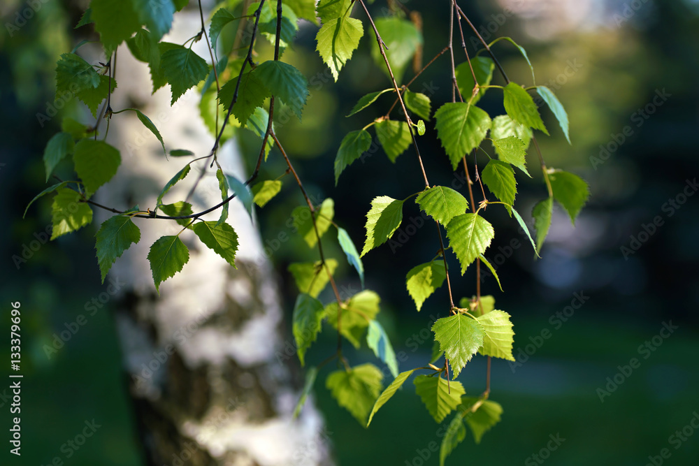 Aufkleber young juicy green leaves on the branches of a birch in the sun outdoors in spring summer close-up ma