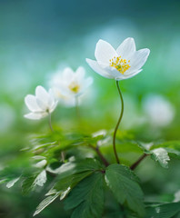 Beautiful white spring flower snowdrop anemone macro close-up on blue blurred background with a soft focus. Spring floral background wallpaper greeting card. Gentle romantic artistic image.