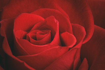 closeup macro shot of beautiful red rose, valentines day theme