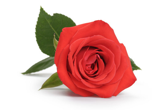 fresh red rose isolated over white background, closeup photo