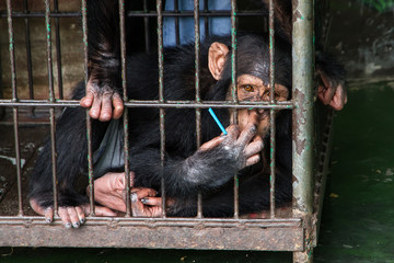 Chimpanzee in the cage at Samut Prakan Crocodile Farm and Zoo, T