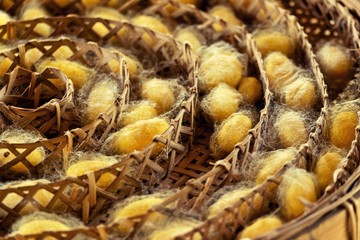 Silkworm fibers in the fabric industry.