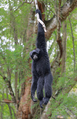 Siamang, black furred gibbon on the tree