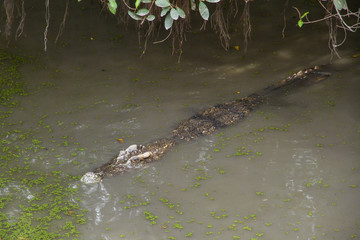 Crocodiles Resting at Samut Prakan Crocodile Farm and Zoo, Thail