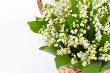 lilies of the valley isolated on white background.