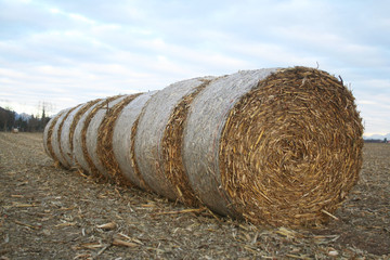 Balle di fieno su campo di mais in inverno al tramonto. Fuoco selettivo © saratm