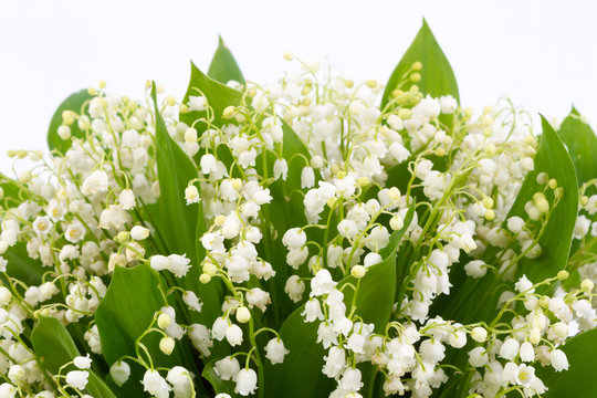 Lily Of The Valley White Background Images – Browse 23,834 Stock Photos ...