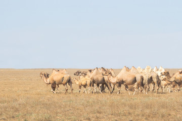 Naklejka na ściany i meble Image of camels in Kazakhstan steppes