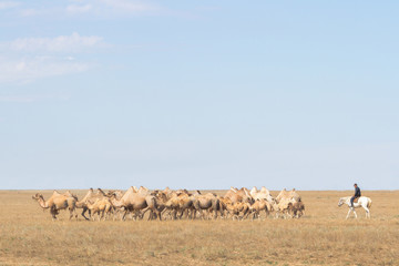 Image of camels in Kazakhstan steppes
