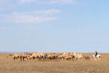 Image of camels in Kazakhstan steppes