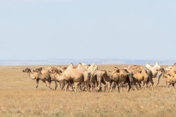 Naklejka na ściany i meble Image of camels in Kazakhstan steppes