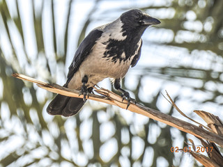 Gray Crow