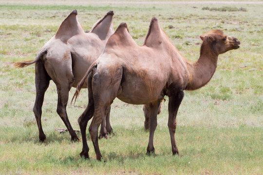 Image of camels in Kazakhstan steppes